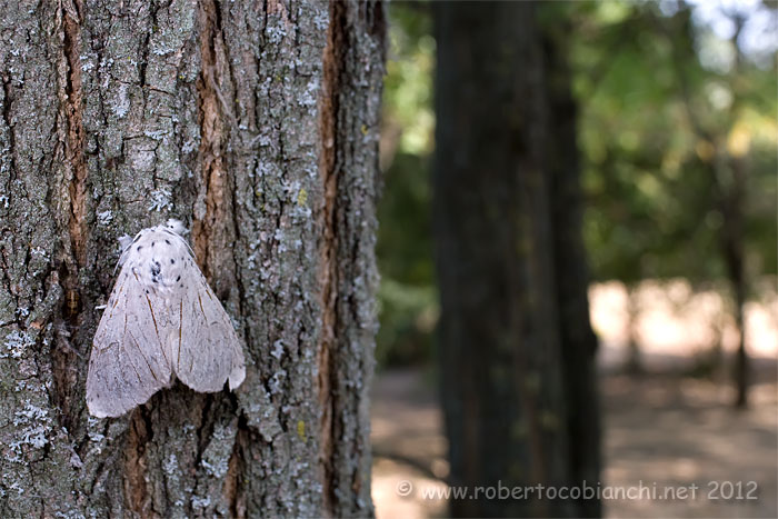 Acronicta ? Noctuidae da identificare